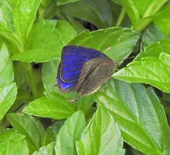 Arhopala madytus
