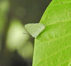 Eirmocides absimilis