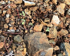 Streptanthus morrisonii