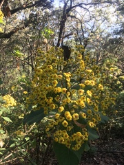 Rumfordia floribunda