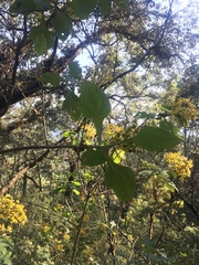 Rumfordia floribunda