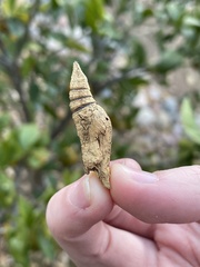 Papilionini
