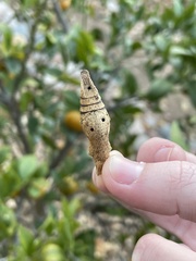 Papilionini