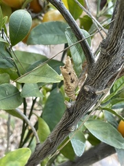 Papilionini