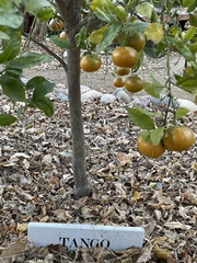 Papilionini