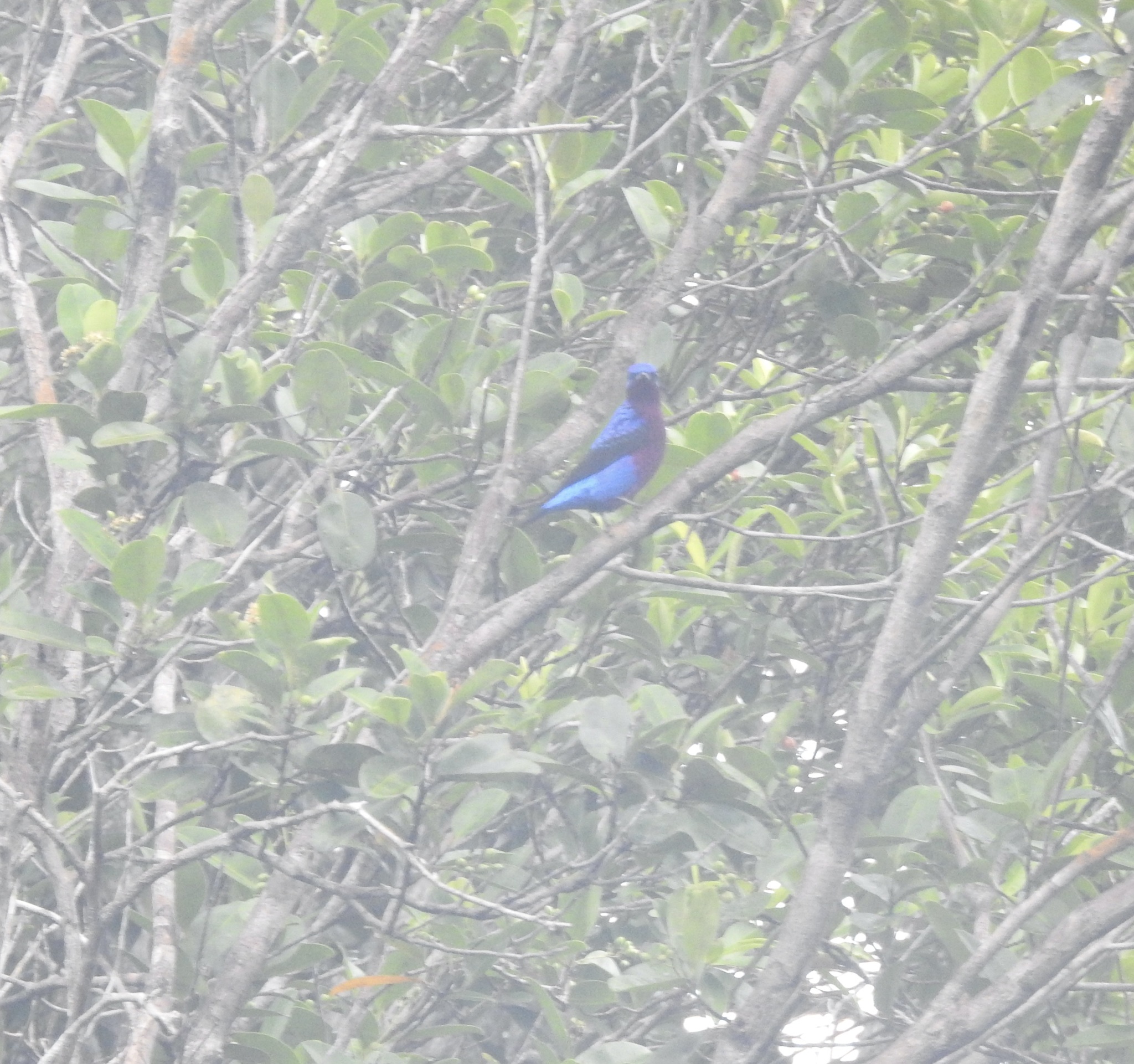 Purple-breasted Cotinga (Cotinga cotinga), photo 4
