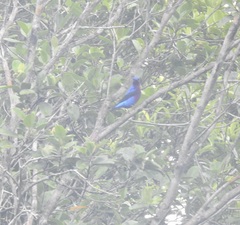 Cotinga cotinga