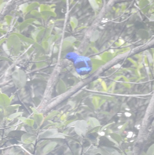 Purple-breasted Cotinga (Cotinga cotinga), photo 7