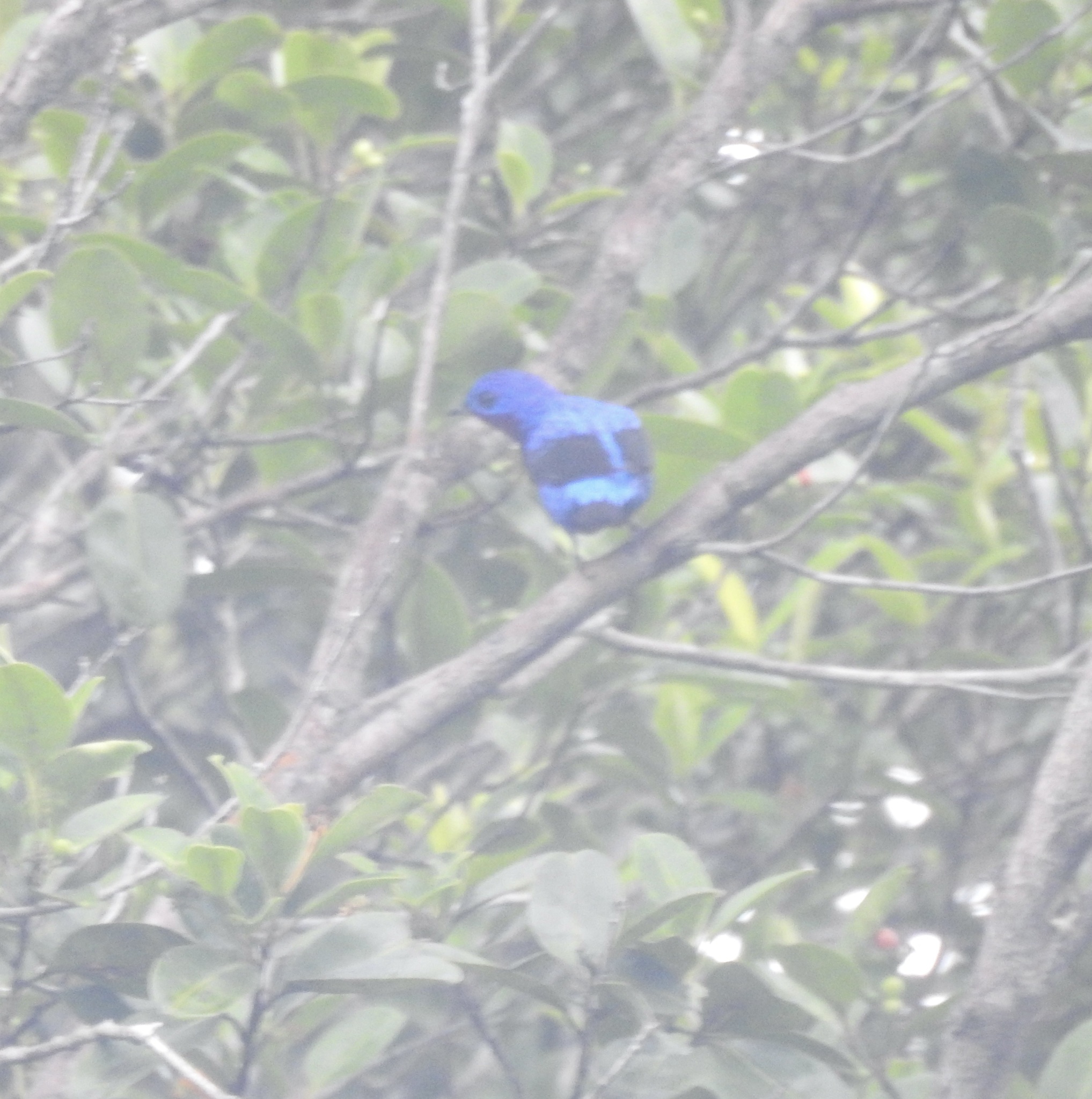 Purple-breasted Cotinga (Cotinga cotinga), photo 5