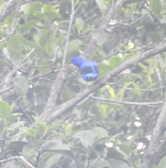 Cotinga cotinga