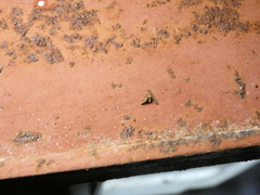 Cryptocosma perlalis