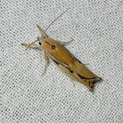 Pilostibes basivitta