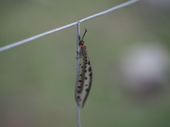 Myrmeleon erythrocephalus