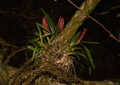 Vriesea incurvata