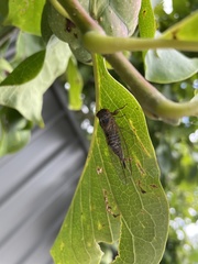 Popplepsalta aeroides