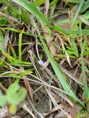 Utricularia geoffrayi