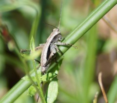 Nanodectes harpax