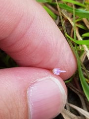 Utricularia geoffrayi