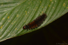 Lepidoptera