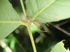 Anochetus emarginatus