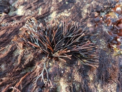 Ahnfeltiopsis linearis