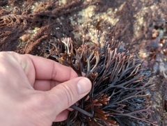 Ahnfeltiopsis linearis