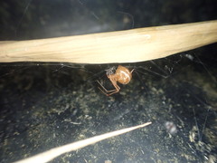 Nihonhimea tesselata