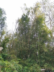 Bambusa utilis