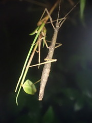 Ocnophiloidea regularis