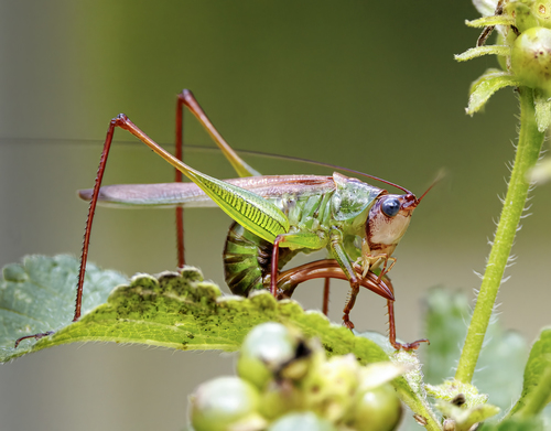 Handsome Meadow Katydid photo 6