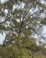 Styphnolobium japonicum