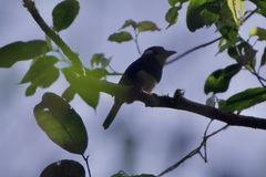 Notharchus pectoralis