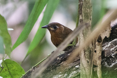 Cyphorhinus phaeocephalus