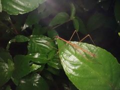 Ocnophiloidea regularis