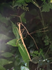 Ocnophiloidea regularis