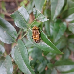 Eristalinus taeniops