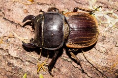 Geodorcus helmsi