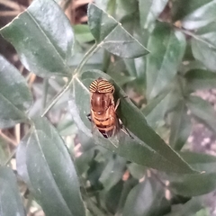 Eristalinus taeniops
