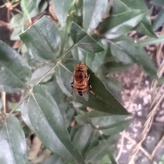 Eristalinus taeniops