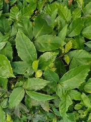 Tetrastigma hemsleyanum