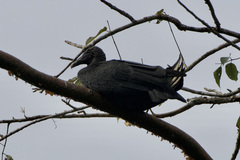 Coragyps atratus image