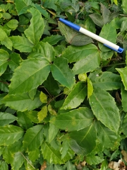 Tetrastigma hemsleyanum