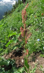Rumex lapponicus