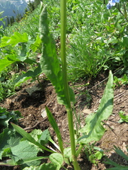 Rumex lapponicus