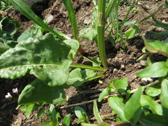 Rumex lapponicus