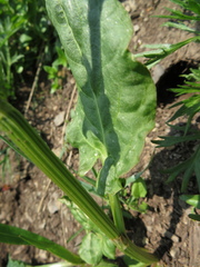 Rumex lapponicus
