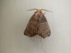 Euprosterna aroensis