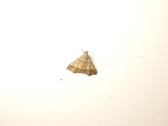 Heterogramma circumflexalis