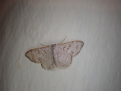 Idaea incanata