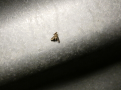 Cryptocosma perlalis